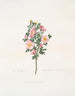 Rosier molto spinoso - Mary Lawrance — vista dell’opera