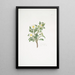 Rosa spinosissima - Mary Lawrance — quadro incorniciato alla parete