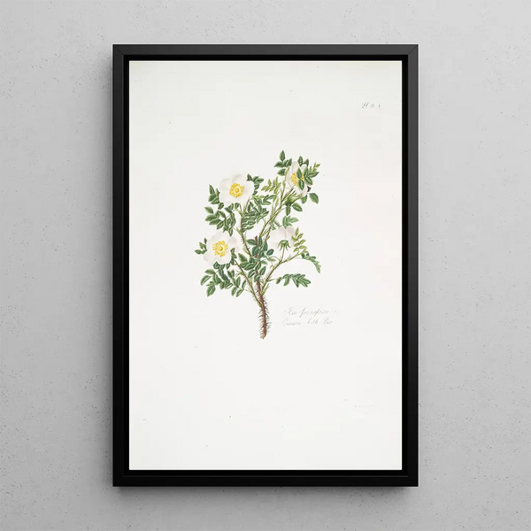 Mary Lawrance - Rosa spinosissima3.webp
