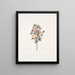 Rosier molto spinoso - Mary Lawrance — quadro incorniciato alla parete