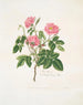 Una rosa pelosa - Mary Lawrance — vista dell’opera