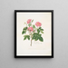 Una rosa pelosa - Mary Lawrance — quadro incorniciato alla parete