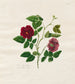 Rose de Chine foncée - Mary Lawrence — Ansicht des Kunstwerks