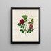 Rose de Chine foncée - Mary Lawrence — gerahmtes Bild an der Wand