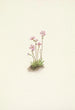 Alberta Primrose Painting by Mary Vaux Walcott — artwork view