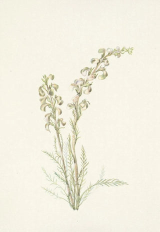 Mary Vaux Walcott - Alpine Femleaf Pedicularis contorta.webp