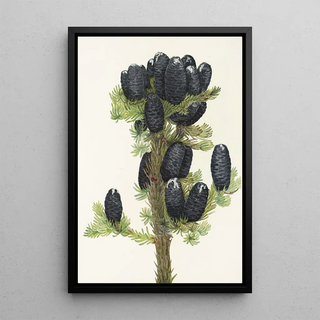 Mary Vaux Walcott - Alpine Fir Abies lasiocarpa.webp