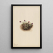 Vergerette alpine Erigeron unalaschcensis - Mary Vaux Walcott — gerahmtes Bild an der Wand