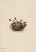 Vergerette alpine Erigeron unalaschcensis - Mary Vaux Walcott — Ansicht des Kunstwerks