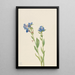 Myosotis des Alpes Myosotis alpestris - Mary Vaux Walcott — gerahmtes Bild an der Wand