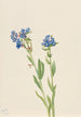 Myosotis des Alpes Myosotis alpestris - Mary Vaux Walcott — Ansicht des Kunstwerks