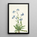 Myosotis des Alpes Myosotis alpestris - Mary Vaux Walcott — framed artwork on a wall
