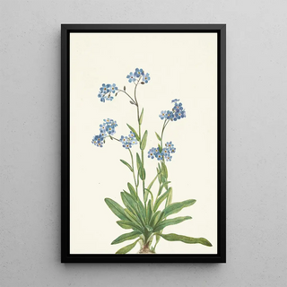 Mary Vaux Walcott - Alpine Forgetmenot Myosotis alpestris (Case Conflict).webp