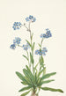 Myosotis des Alpes Myosotis alpestris - Mary Vaux Walcott — artwork view