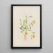 Alpine Senecio Painting Senecio species - Mary Vaux Walcott — framed artwork on a wall
