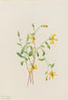 Alpine Senecio Painting Senecio species - Mary Vaux Walcott — artwork view