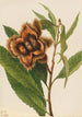 American Chestnut Tree Painting Castanea dentata - Mary Vaux Walcott — artwork view