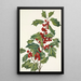 Houx américain Ilex opaca - Mary Vaux Walcott — gerahmtes Bild an der Wand