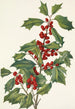 Houx américain Ilex opaca - Mary Vaux Walcott — Ansicht des Kunstwerks