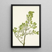 Gui amerikanisch Phoradendron flavescens - Mary Vaux Walcott — gerahmtes Bild an der Wand