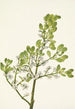 Gui amerikanisch Phoradendron flavescens - Mary Vaux Walcott — Ansicht des Kunstwerks