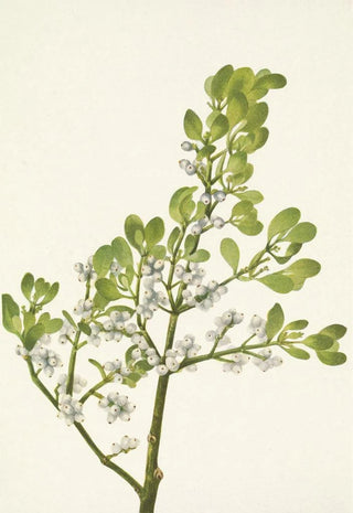 Mary Vaux Walcott - American Mistletoe Phoradendron flavescens.webp