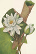 Nénuphar américain Castalia odorata - Mary Vaux Walcott — Ansicht des Kunstwerks