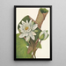 Nénuphar américain Castalia odorata - Mary Vaux Walcott — gerahmtes Bild an der Wand