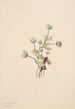 Anémone Anemone drummondii - Mary Vaux Walcott — artwork view