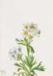 Anémone Anemone zephyra - Mary Vaux Walcott — artwork view