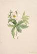 Anémone del Canada Anemone canadensis - Mary Vaux Walcott — vista dell’opera