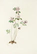 Anémonelle Syndesmon thalictroides - Mary Vaux Walcott — artwork view