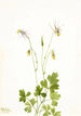 Ancolie sans éperon Aquilegia ecalcarata - Mary Vaux Walcott — artwork view