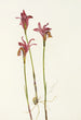 Aréthuse Arethusa bulbosa - Mary Vaux Walcott — artwork view