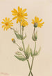 Arnica Arnica latifolia - Mary Vaux Walcott | Painting — artwork view