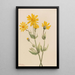 Arnica Arnica latifolia - Mary Vaux Walcott | Painting — framed artwork on a wall