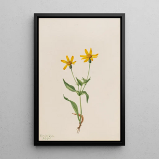 Mary Vaux Walcott - Arnica alpina.webp