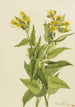 Senecio à feuilles de flèche Senecia triangularis - Mary Vaux Walcott — artwork view