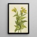 Senecio à feuilles de flèche Senecia triangularis - Mary Vaux Walcott — framed artwork on a wall