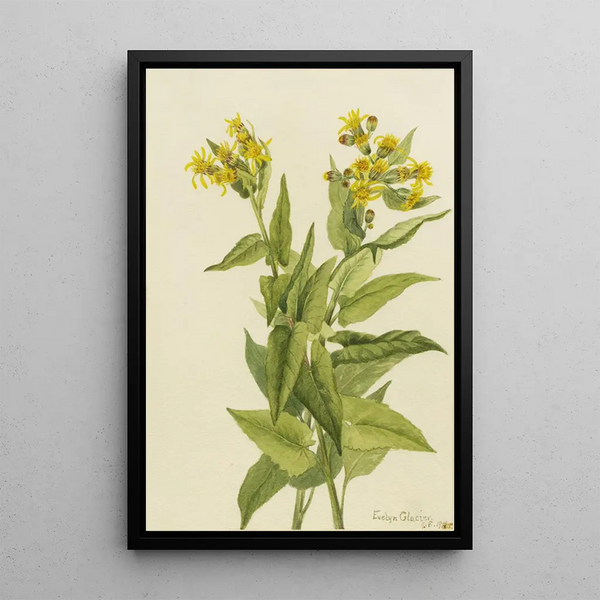 Mary Vaux Walcott - Arrowleaf Groundsel Senecia triangularis.webp