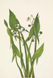 Sagittarius in arrow Sagittaria cuneata - Mary Vaux Walcott — artwork view