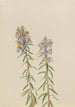 Aster Aster hirariifolius - Mary Vaux Walcott — artwork view