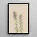 Aster Aster hirariifolius - Mary Vaux Walcott — framed artwork on a wall