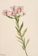Aster d'Engelmann - Mary Vaux Walcott — artwork view