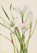 Lis d'Atamasco Atamosco atamasco - Mary Vaux Walcott — artwork view