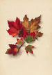 Autumn Leaves 2 - Mary Vaux Walcott — artwork view