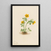 Ranunculus suksdorfii - Mary Vaux Walcott | Painting — framed artwork on a wall