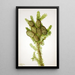 Fir Albies fraseri - Mary Vaux Walcott — framed artwork on a wall