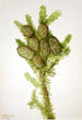 Fir Albies fraseri - Mary Vaux Walcott — artwork view