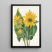 Balsamorhize sagittée Balsamorhiza sagittata - Mary Vaux Walcott — framed artwork on a wall